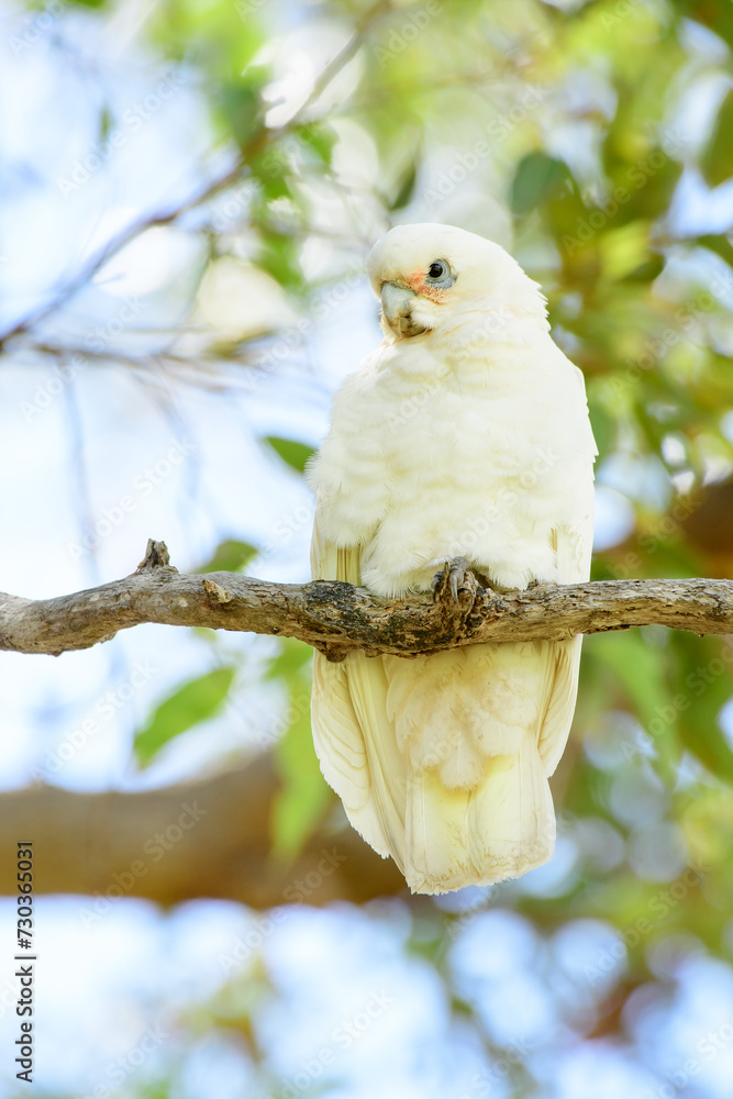 Long-billed corella (Cacatua tenuirostris) white parrot, medium-sized bird, animal sitting high on a tree branch in the park. Long-billed corella (Cacatua tenuirostris) white parrot, medium-sized bird, animal sitting high on a tree branch in the park.