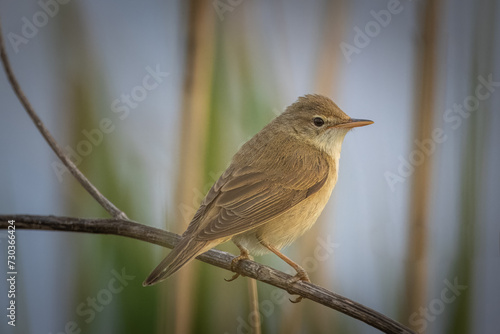 Obraz na plátně A male marsh warbler (Acrocephalus palustris) sits on the reed on summer evening