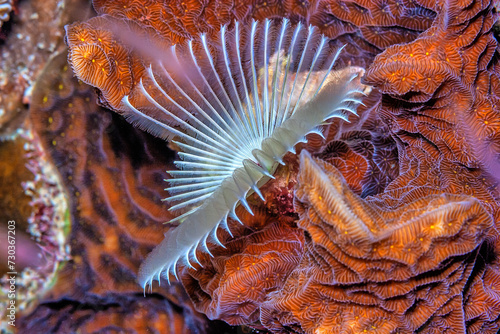 Sabellidae, or feather duster worms, photo