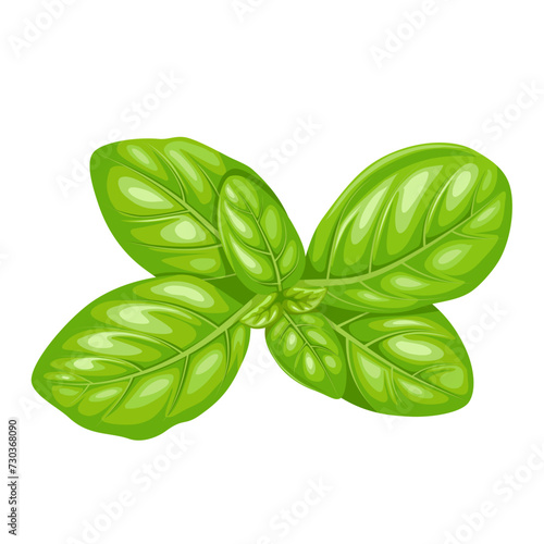 Vector illustration, basil leaves, isolated white background.