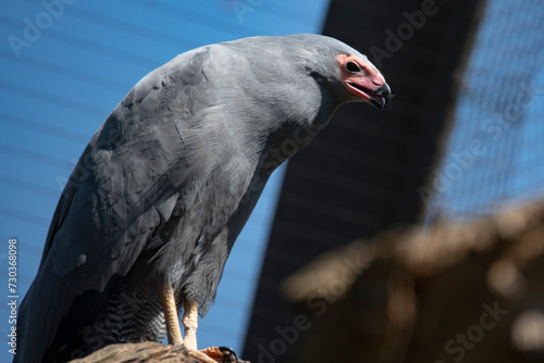 The African Harrier-Hawk, Harrier Hawk or Gymnogene (Polyboroides typus). photo