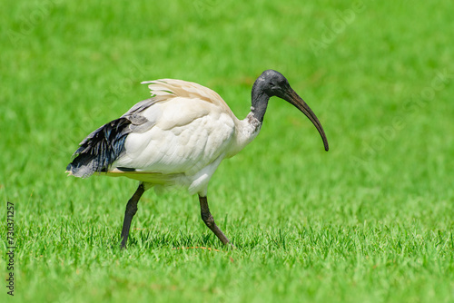 Australian white ibis (Threskiornis molucca) a large bird with a black head and white plumage, the animal walks on the green grass in the park on a sunny day.