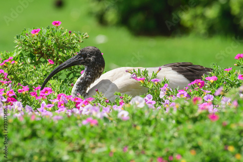 Australian white ibis (Threskiornis molucca) a large bird with a black head and white plumage, the animal sits between colorful flowers in the park on a sunny day.