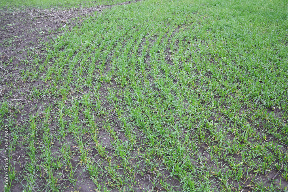 Wheat sowing begins to sprout in the field, green grass sprouts on the ground Wheat sowing begins to sprout in the field, green grass sprouts on the ground
