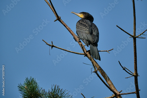 great cormorant, Phalacrocorax carbo sinensis, sitting in their nesting colony high up in the tree on the curonian spit peninsula in Poland on a sunny day.