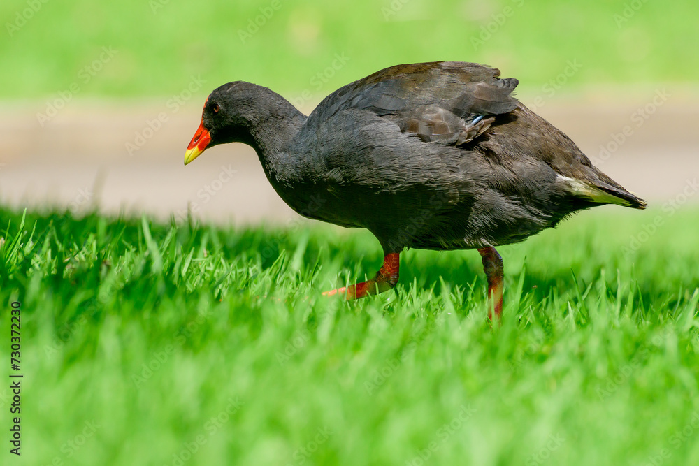 Common moorhen (Gallinula chloropus) a medium-sized water bird with black plumage and a red beak, the animal walks on the green grass in a city park. Common moorhen (Gallinula chloropus) a medium-sized water bird with black plumage and a red beak, the animal walks on the green grass in a city park.