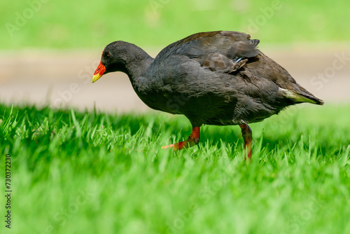 Common moorhen (Gallinula chloropus) a medium-sized water bird with black plumage and a red beak, the animal walks on the green grass in a city park.