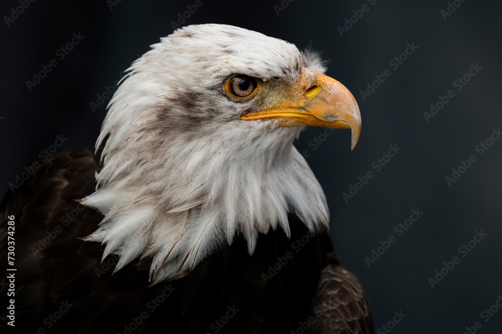The Bald Eagle (Haliaeetus leucocephalus). The Bald Eagle (Haliaeetus leucocephalus).
