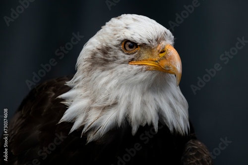 The Bald Eagle (Haliaeetus leucocephalus).