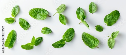 Isolated white background with fresh mint leaves.