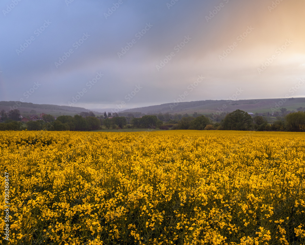 Fototapeta premium Spring yellow flowering rapeseed fields
