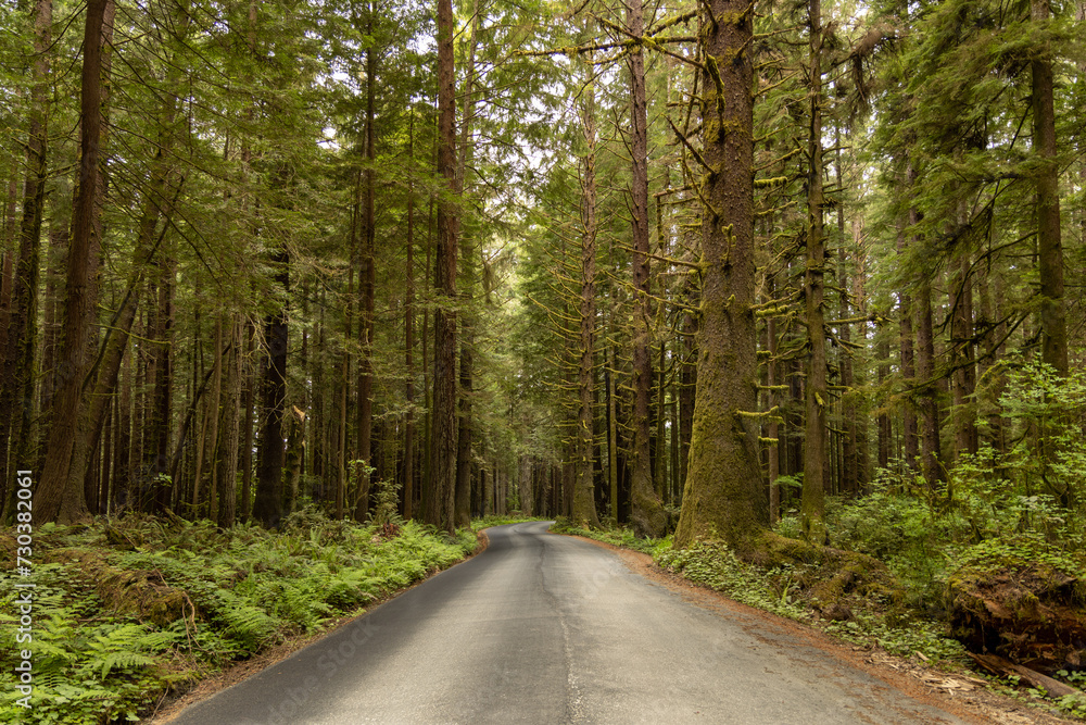 redwood forest, road