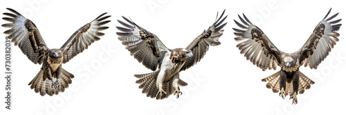 Set of a Martial eagle flying towards me against on a Transparent Background