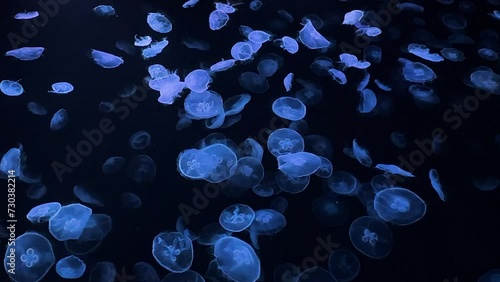 moon jellyfish ranbow color 4K UHD