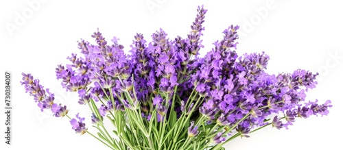 Lavender flowers in a bouquet isolated on white background with sample text.