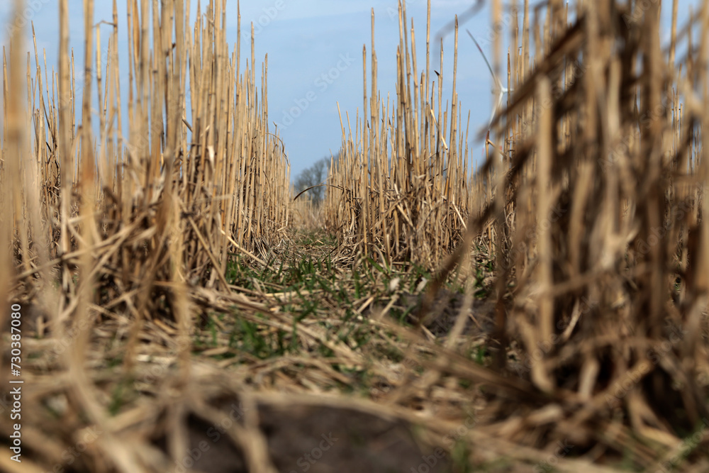 Detailaufnahme von einem abgeernteten Maisfeld in Norddeutschland 