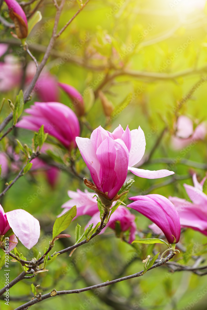 Blooming magnolia tree in spring with soft light and blurred background,springtime. Blooming magnolia tree in spring with soft light and blurred background,springtime.