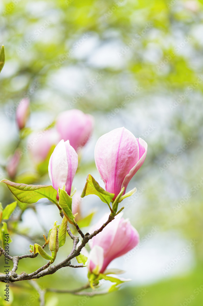 Fototapeta premium Blooming magnolia tree in spring with soft light and blurred background,springtime.