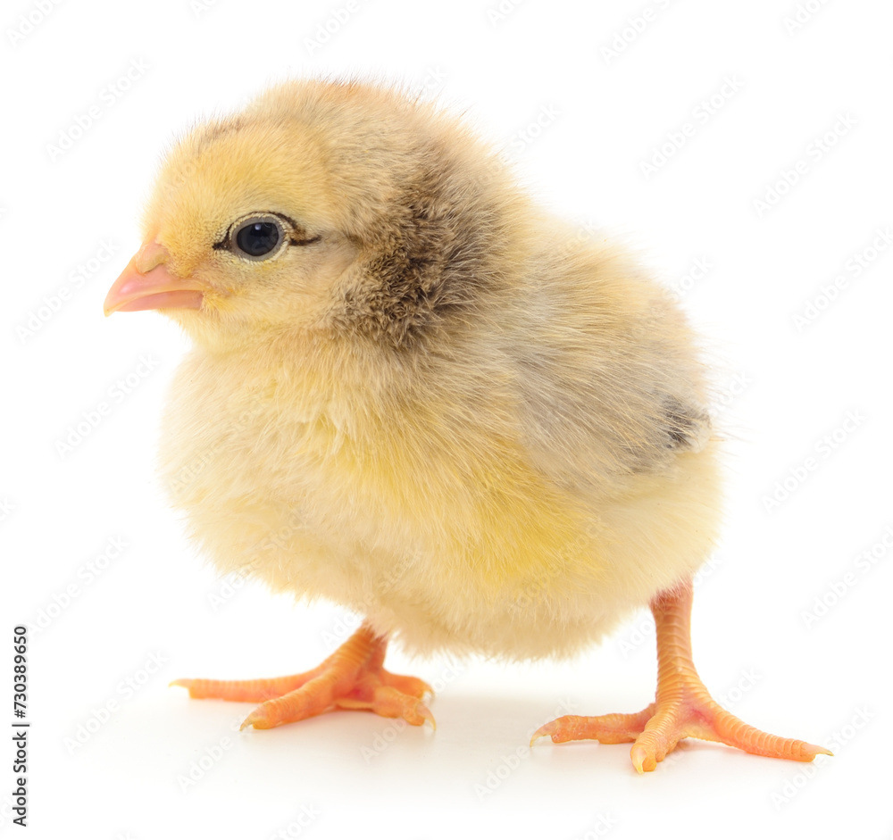 Small yellow chicken Small yellow chicken