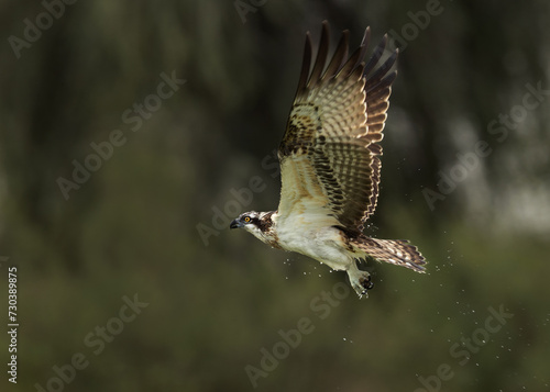 Osprey in flight at Qudra lake of Al Marmoom Desert Conservation Reserve, Dubai