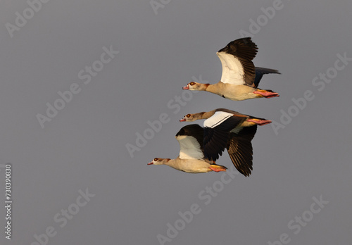 Egyptian goose flying at Qudra lake, Al Marmoom Desert Conservation Reserve UAE photo