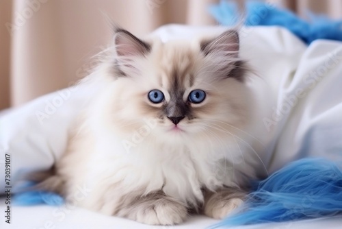 Cute fluffy ragdoll kitten witn beautiful blue eyes lying on the floor and playing with feathers to 