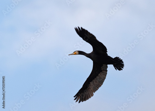 A Great Cormorant flying at Qudra Lakes, Al Marmoom Desert Conservation Reserve, UAE