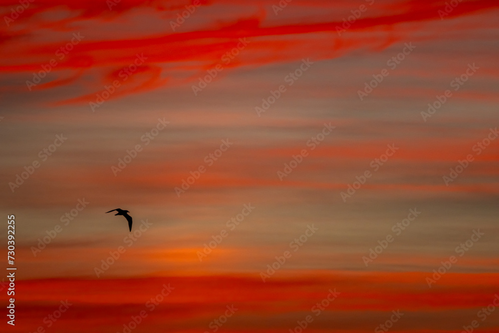 Bird in Colorful Morning Sky