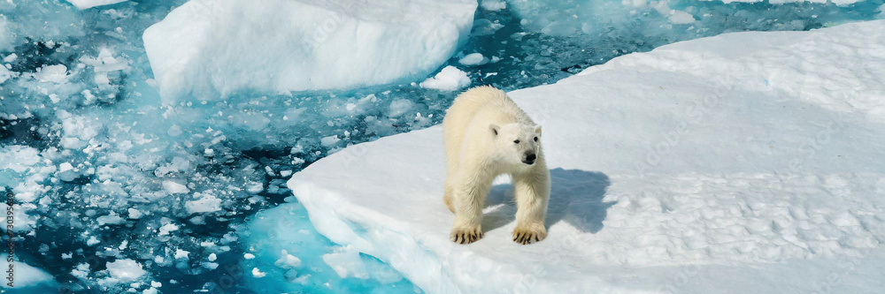 Aerial view of polar bear standing on glacier ice in Arctic. Aerial view of polar bear standing on glacier ice in Arctic.