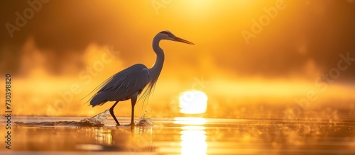 Heron wades at sunrise in the water.
