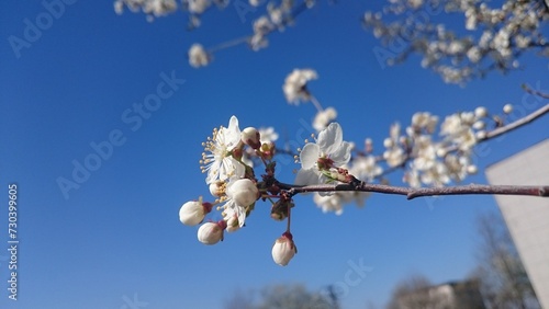 tree blossom with white flowers closeup and sky