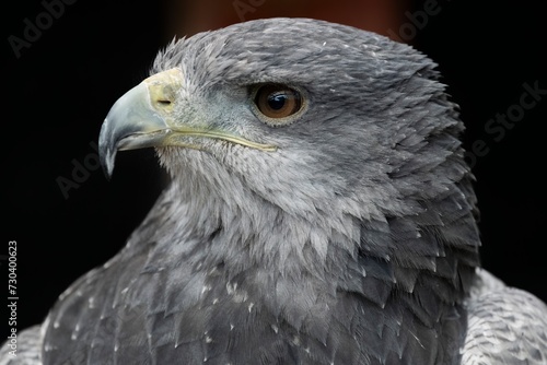 A Chilean Blue Eagle. Also known as the Black-Chested Buzzard-Eagle, the Chilean Blue Eagle is a South American bird of prey from the Buteo genus. 