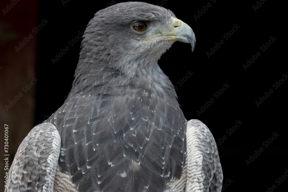 Naklejka premium A Chilean Blue Eagle. Also known as the Black-Chested Buzzard-Eagle, the Chilean Blue Eagle is a South American bird of prey from the Buteo genus. 