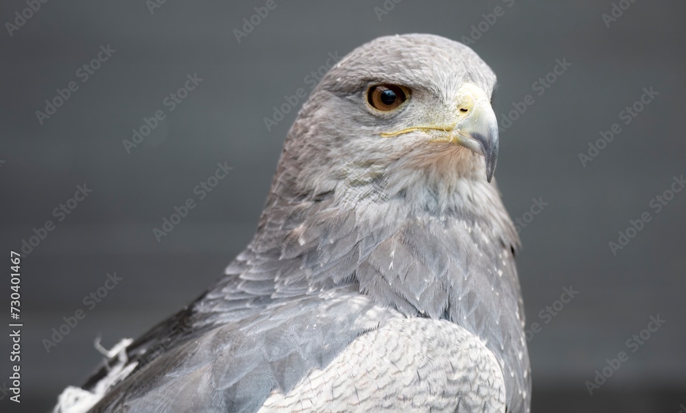 a-chilean-blue-eagle-also-known-as-the-black-chested-buzzard-eagle