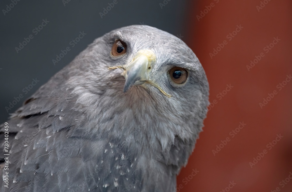A Chilean Blue Eagle. Also known as the Black-Chested Buzzard-Eagle, the Chilean Blue Eagle is a South American bird of prey from the Buteo genus. A Chilean Blue Eagle. Also known as the Black-Chested Buzzard-Eagle, the Chilean Blue Eagle is a South American bird of prey from the Buteo genus.