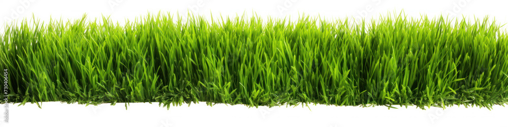 Isolated green grass on a white background Isolated green grass on a white background