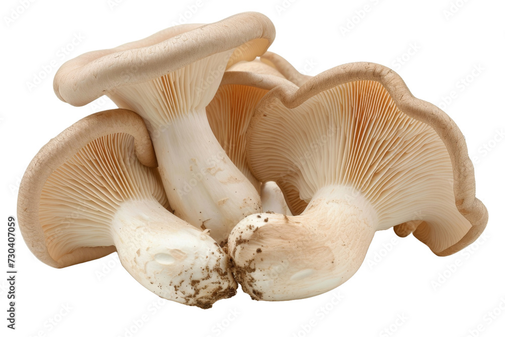 Oyster mushrooms Isolated transparent background. PNG Format. Oyster mushrooms Isolated transparent background. PNG Format.