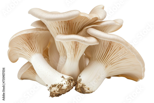Oyster mushrooms Isolated transparent background. PNG Format.