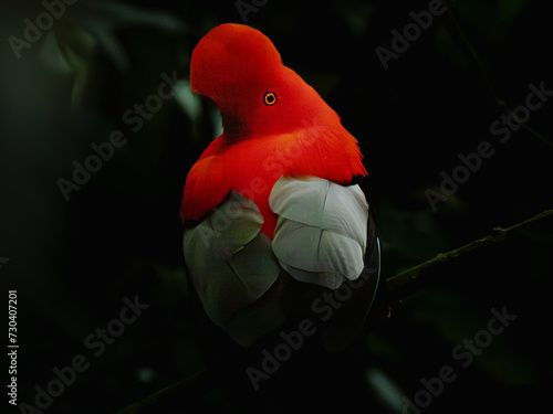 Gallito de roca