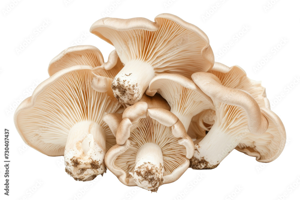 Oyster mushrooms Isolated transparent background. PNG Format. Oyster mushrooms Isolated transparent background. PNG Format.