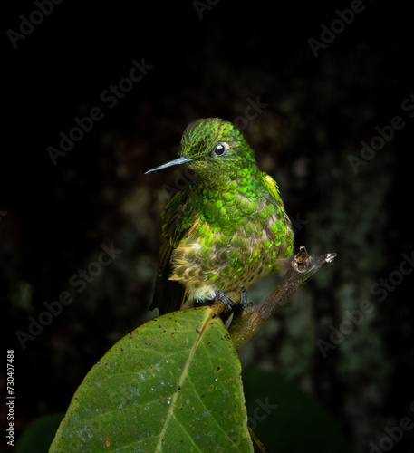 Colibri Colihabano