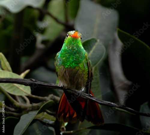 Colibri cola rojiza