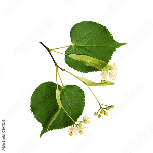 Branch of linden tree with flowers and leaves isolated on a white background. Top view, closeup. Element for creating botanical, medical compositions, floral frames, postcards.