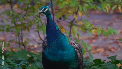Wallpaper Mural peacock with feathers near a bush Torontodigital.ca