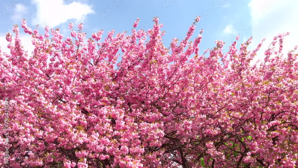 Beautiful pink spring flowers, branch 4K. Flowering, bloom, tree, nature, growth, twig, fresh, land, flora, park, botany, peace, wind, windy, plant, petal, color, scene, pan, ultra hd. ProRes 422 HQ. Beautiful pink spring flowers, branch 4K. Flowering, bloom, tree, nature, growth, twig, fresh, land, flora, park, botany, peace, wind, windy, plant, petal, color, scene, pan, ultra hd. ProRes 422 HQ.