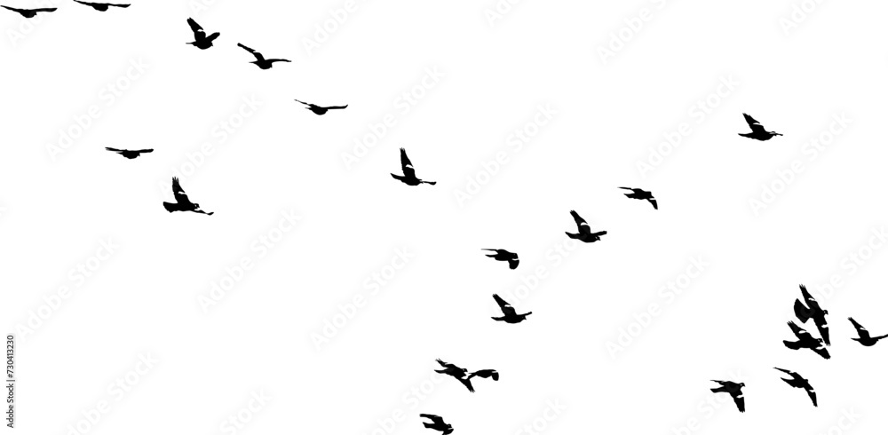 Fototapeta premium Nuée d'oiseaux en vol dans le ciel, vecteur noir sur fond transparent 