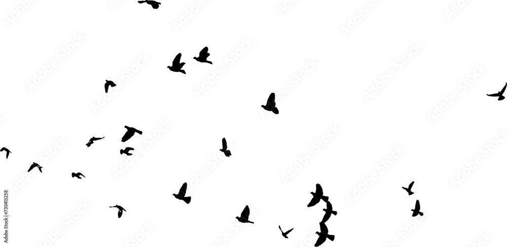 Nuée d'oiseaux en vol dans le ciel, vecteur noir sur fond transparent  - obrazy, fototapety, plakaty 