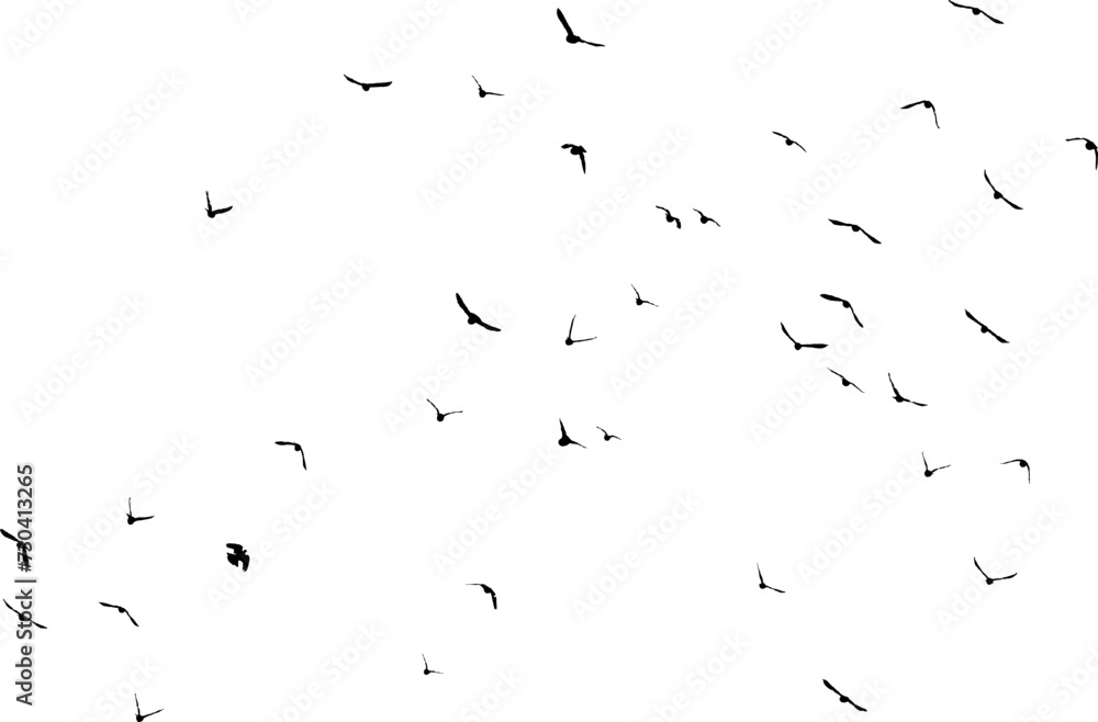 Nuée d'oiseaux en vol dans le ciel, vecteur noir sur fond transparent Nuée d'oiseaux en vol dans le ciel, vecteur noir sur fond transparent