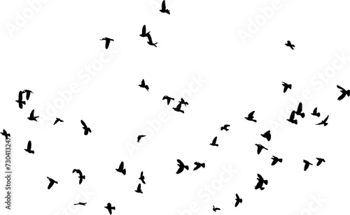 Nuée d'oiseaux en vol dans le ciel, vecteur noir sur fond transparent 