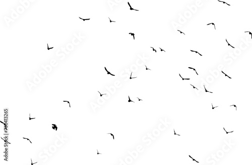 Nuée d'oiseaux en vol dans le ciel, vecteur noir sur fond transparent  © Thierry